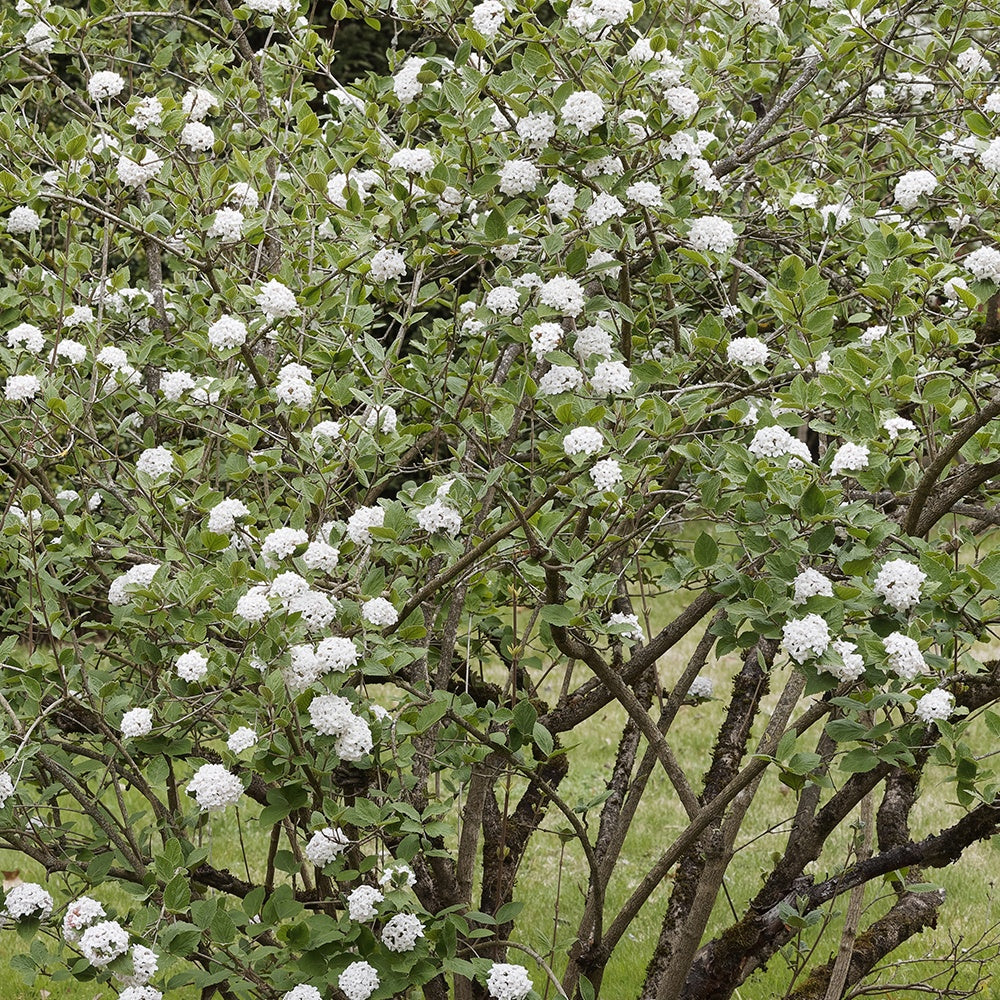 Viburnum burkwoodii - Sneeuwbal Burkwoord - Sneeuwbal (Viburnum)
