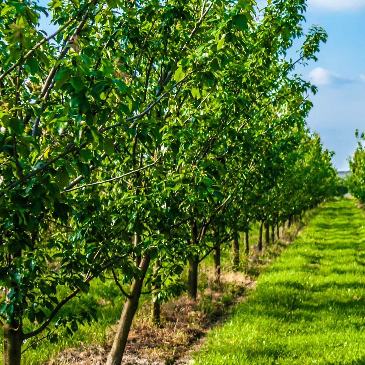 Pruimenboom 'Queen-Claude Golden' - Willemse