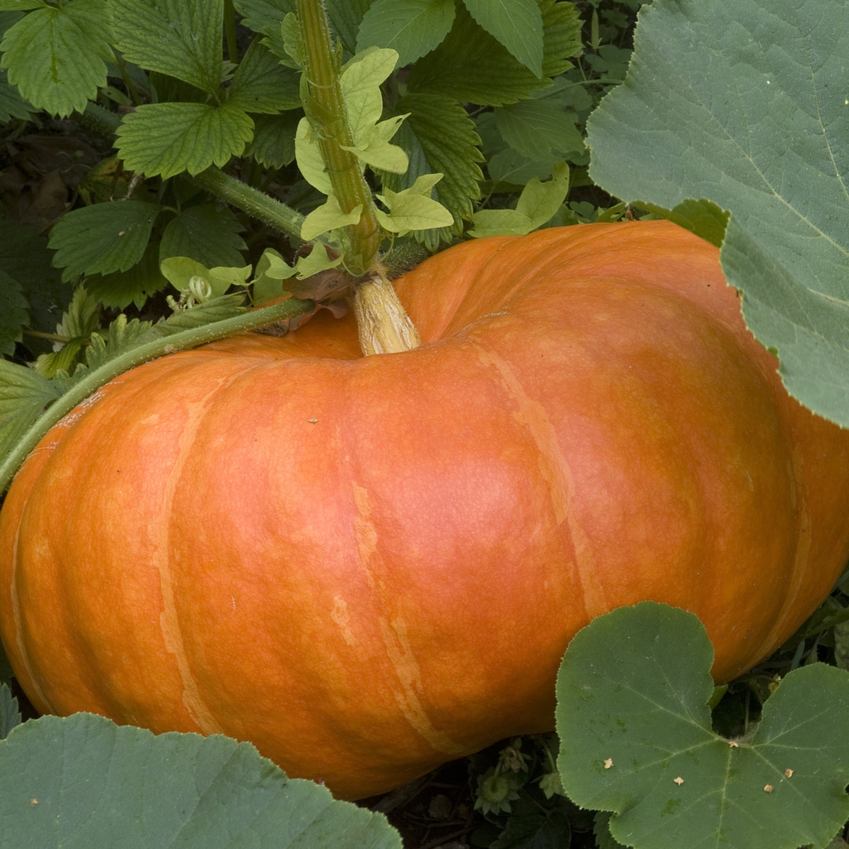 Pompoen 'Etampes' - Cucurbita maxima - Willemse