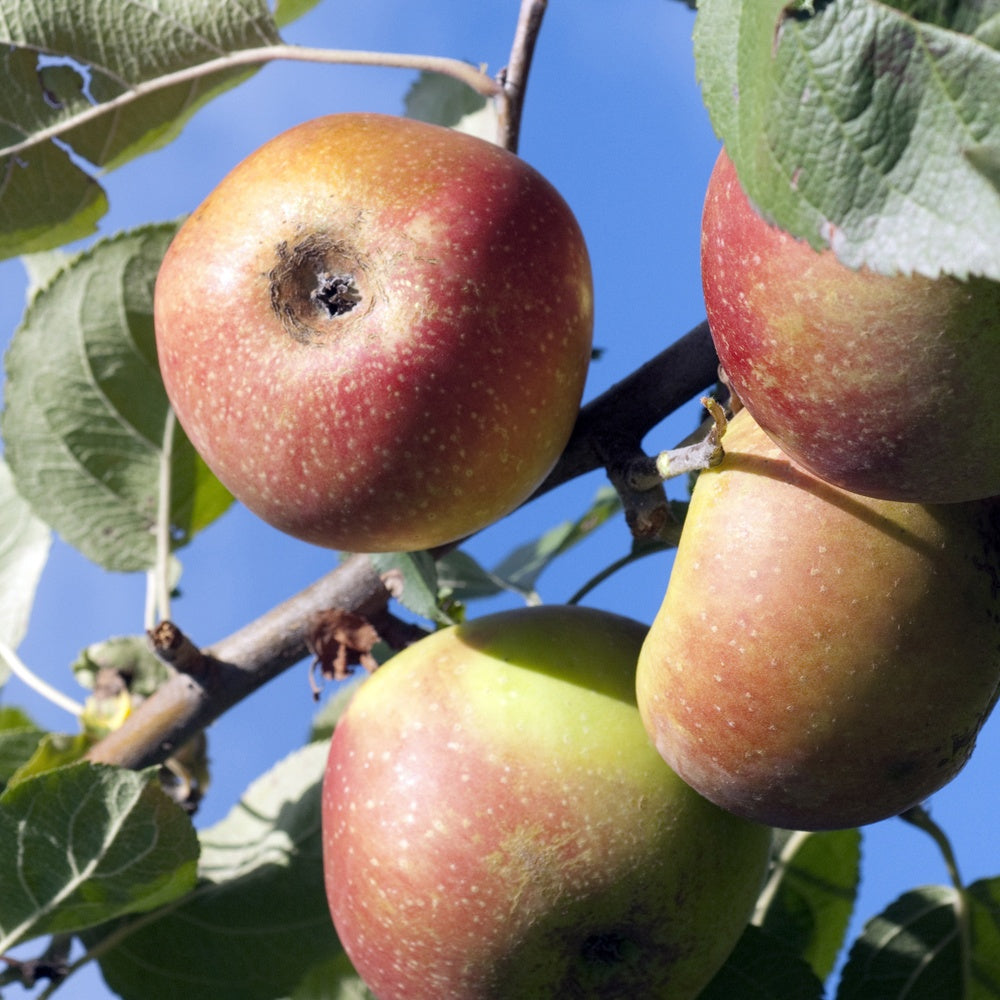 Appelboom 'Rode Boskoop' - Willemse