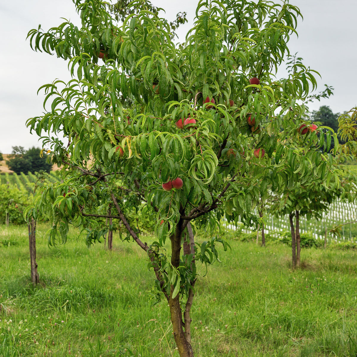 Nectarine 'Big Top' - Prunus persica 'big top' - Willemse