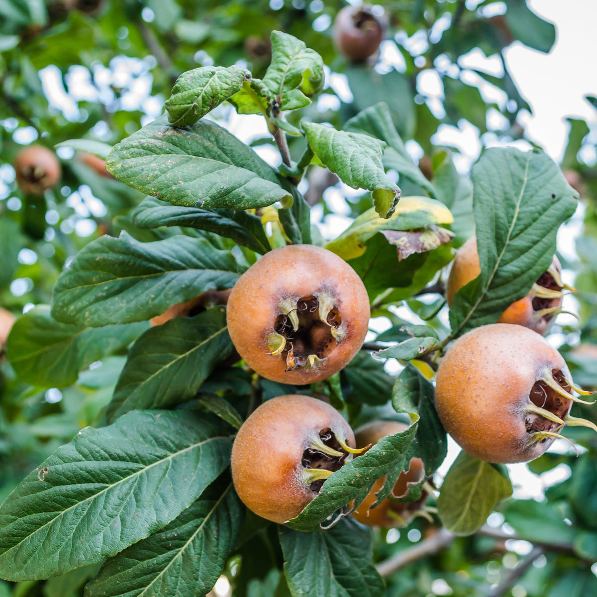 Mispel - Mespilus germanica - Willemse