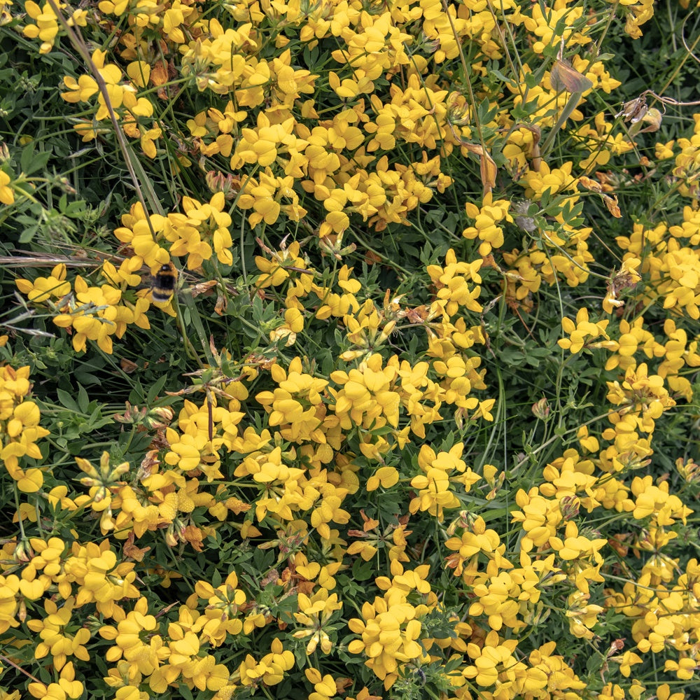 Kruipbrem - Genista pilosa 'vancouver gold' - Willemse
