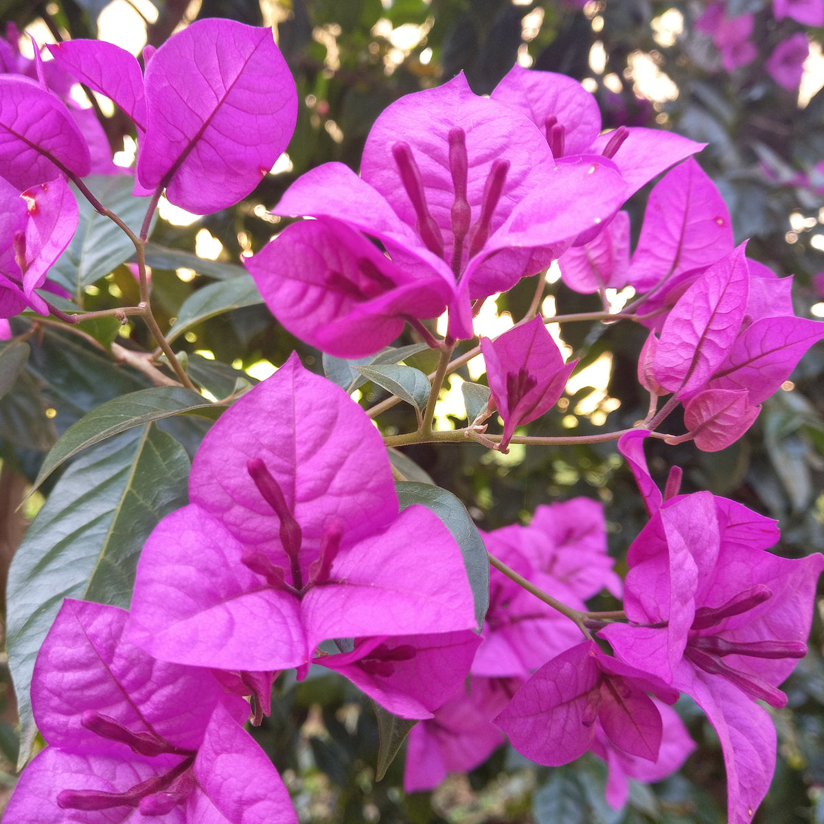 Bougainville 'Violet de Mèze' - Willemse