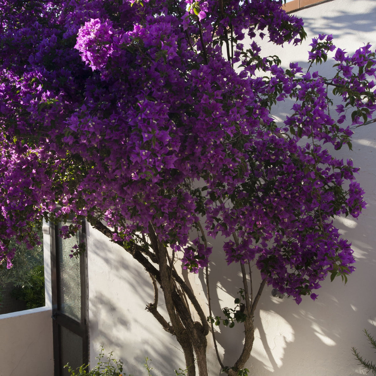 Bougainville - Bougainville 'Violet de Mèze' - Bougainvillea 'violet de mèze'