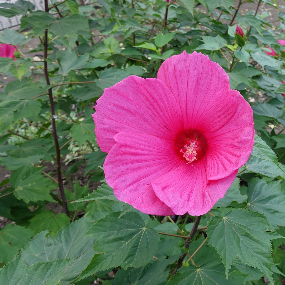 Grootbloemige alteastruik 'Extreme Magenta'® - Hibiscus moscheutos Extreme Magenta - Willemse