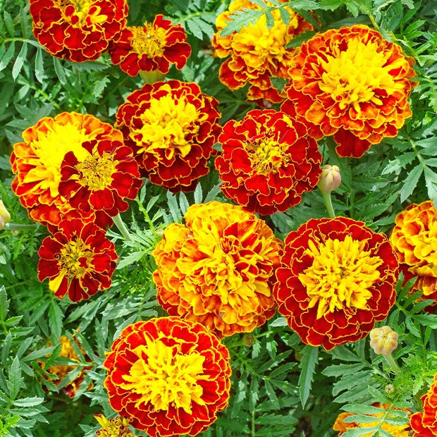 Dwerg goudsbloem - Tagetes patula - Moestuin