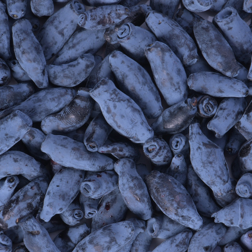 Honingbes 'Borealis' - Willemse