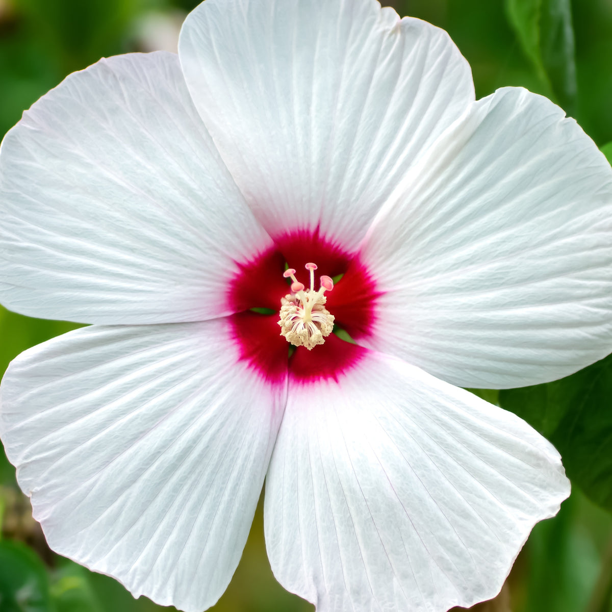 Altheastruik 'Luna White' - Hibiscus moscheutos luna white - Tuinplanten
