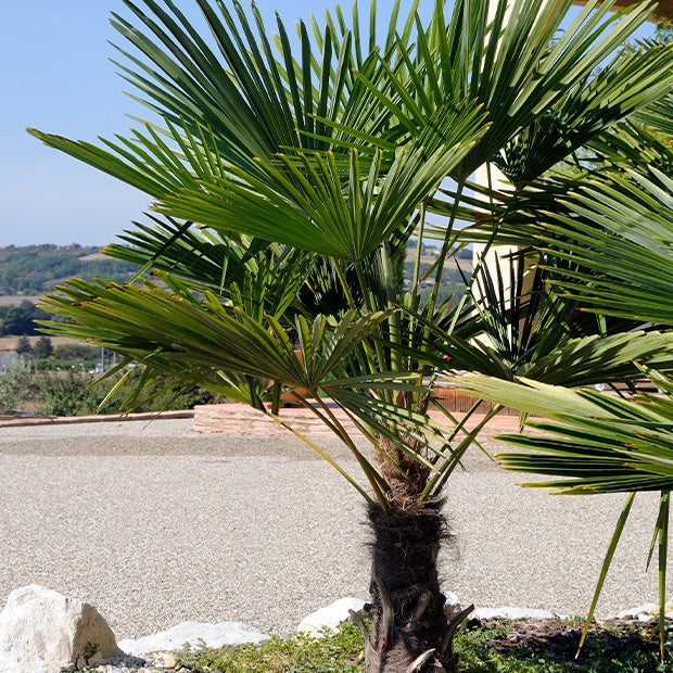 De dwerg-Chusan-henneppalm - Willemse