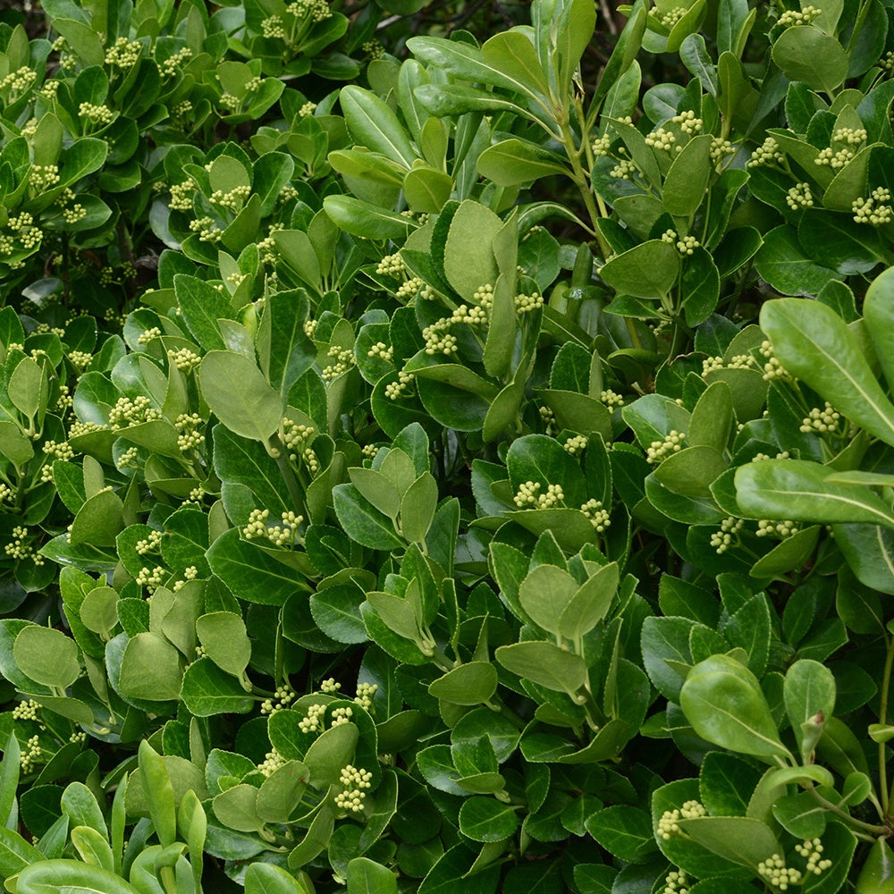 Euonymus japonicus - Japanese kardinaalsmuts - Heesters