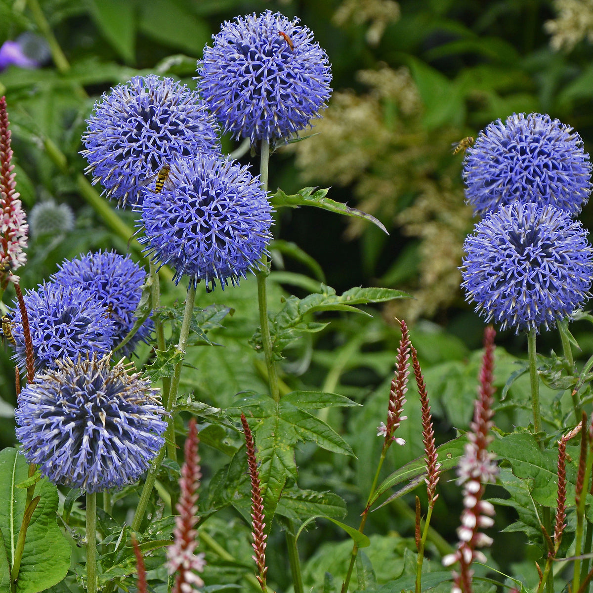 Kogeldistel Vetritch Blue - Echinops ritro Veitch's Blue - Willemse