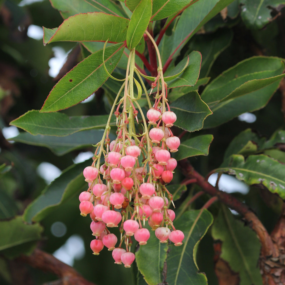 Aardbeienboom 'Rubra' - Arbutus unedo 'rubra' - Willemse