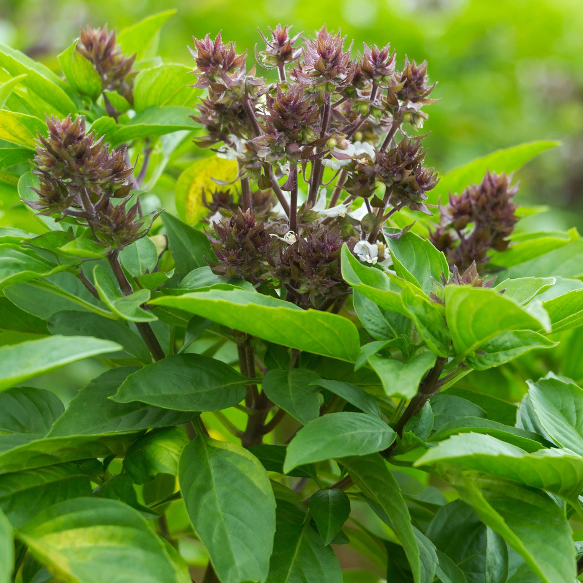Thaise basilicum - Willemse