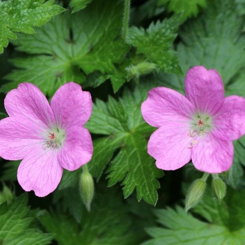 Moerasooievaarsbek - Geranium palustre - Willemse