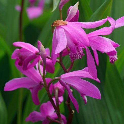 Hyacint Orchidee - Bletilla striata - Vijverplanten