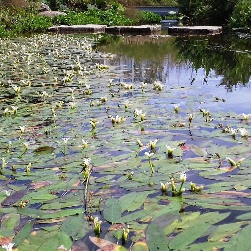 Aponogeton distachyos - Water vanille - Alle vijverplanten