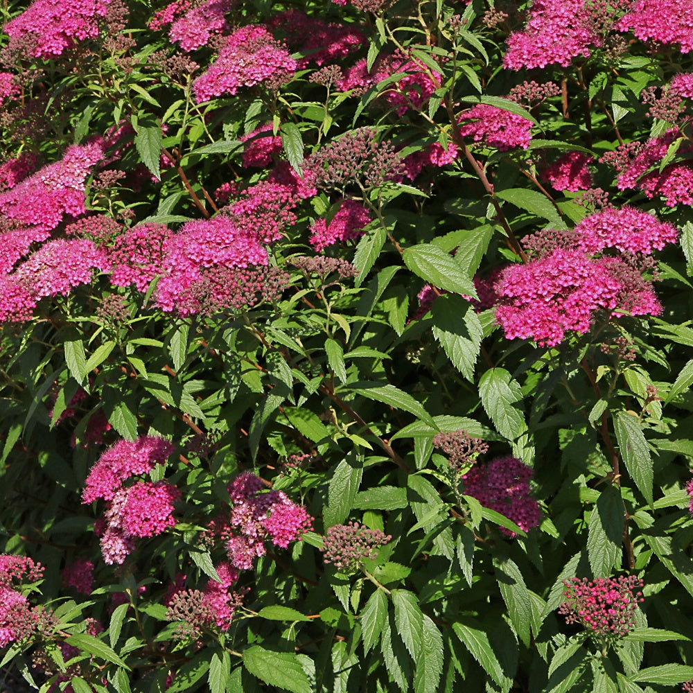 Japanse spierstruik 'Anthony Waterer' - Spiraea japonica Anthony Waterer - Willemse