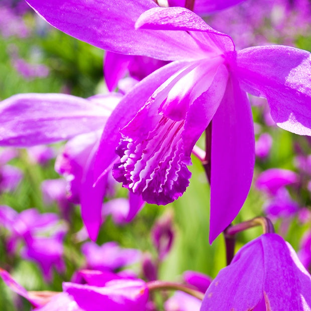 Aardochidee (x2) - Bletilla striata - Willemse