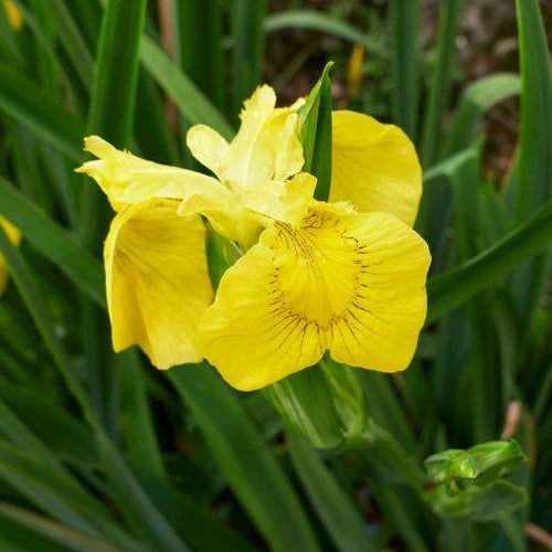 Alle vijverplanten - Moerasiris - Iris pseudacorus