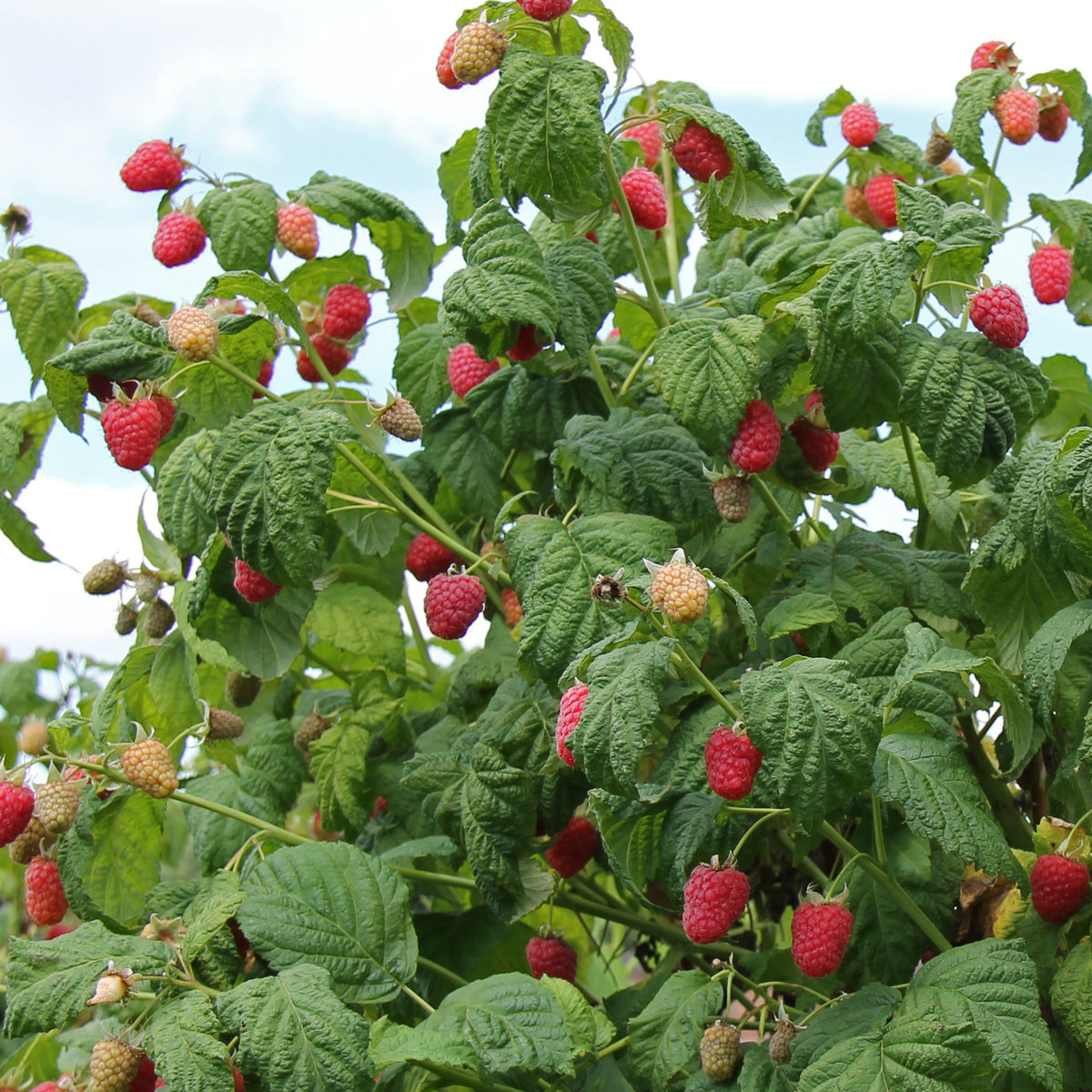 Framboos 'Malling Promise' - Rubus idaeus Malling Promise - Willemse