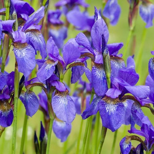 Siberische iris - Willemse