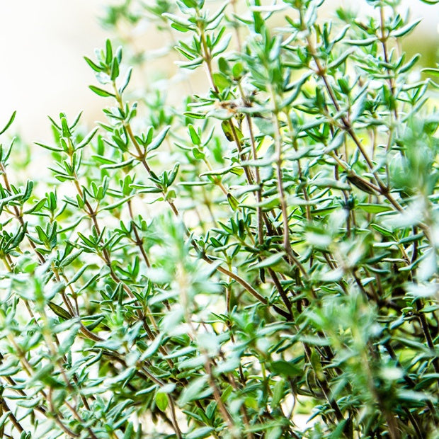 Tijm - Tijm - Thymus vulgaris