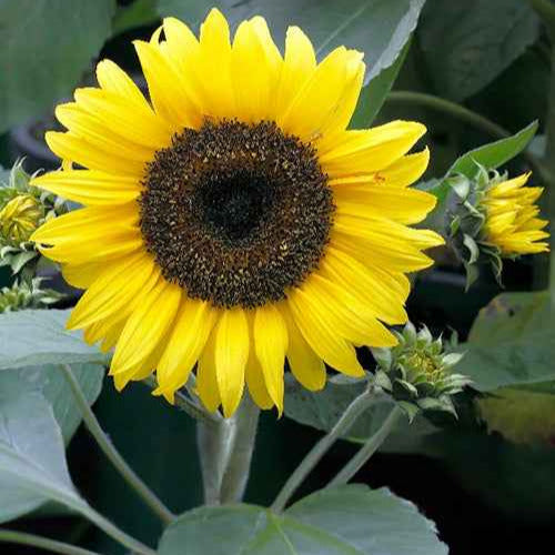 Zonnebloem 'Sunspot' - Helianthus annuus Sunspot - Willemse