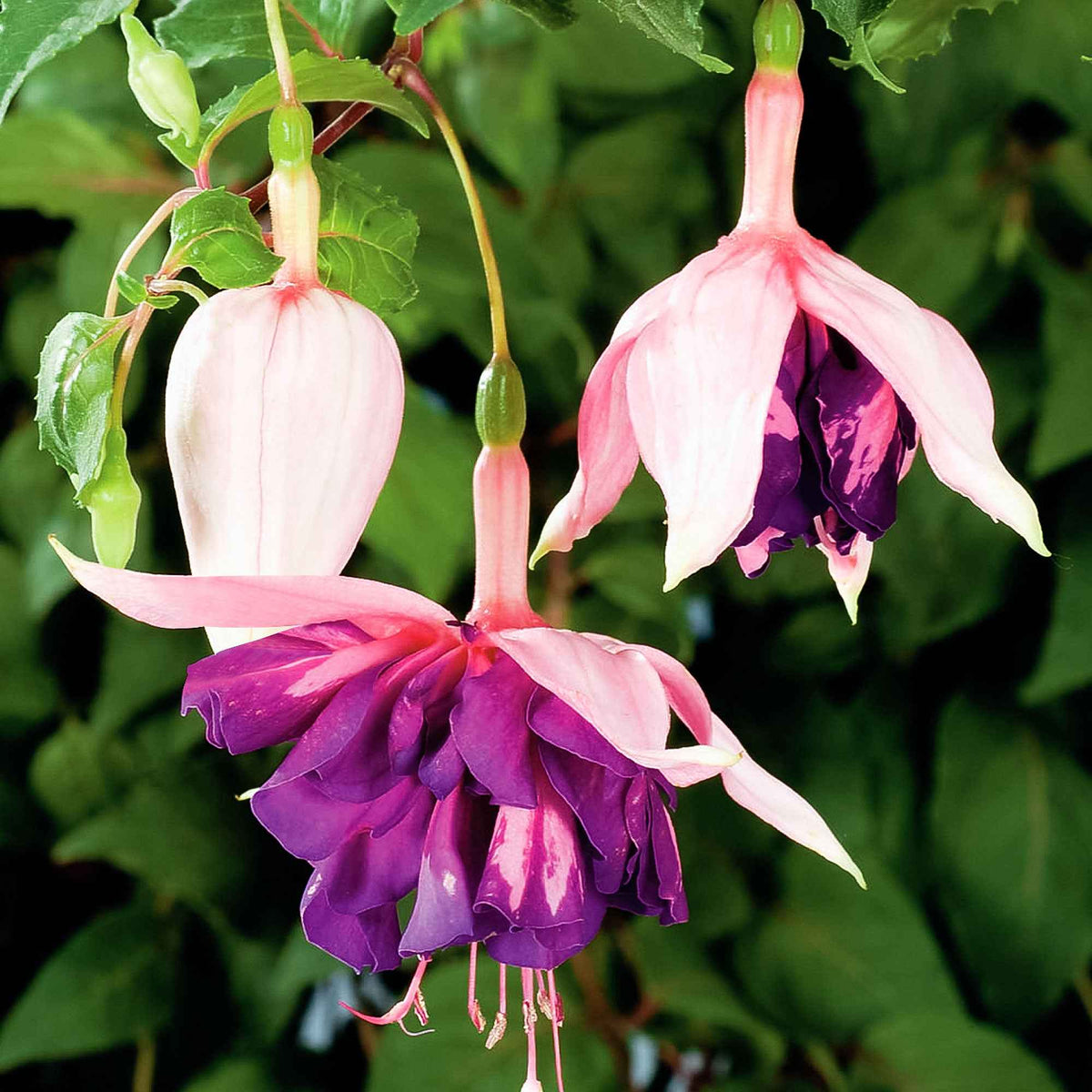 Hangende Fuchsia 'Royal Mosaic' (x3) - Fuchsia Royal Mosaic - Willemse