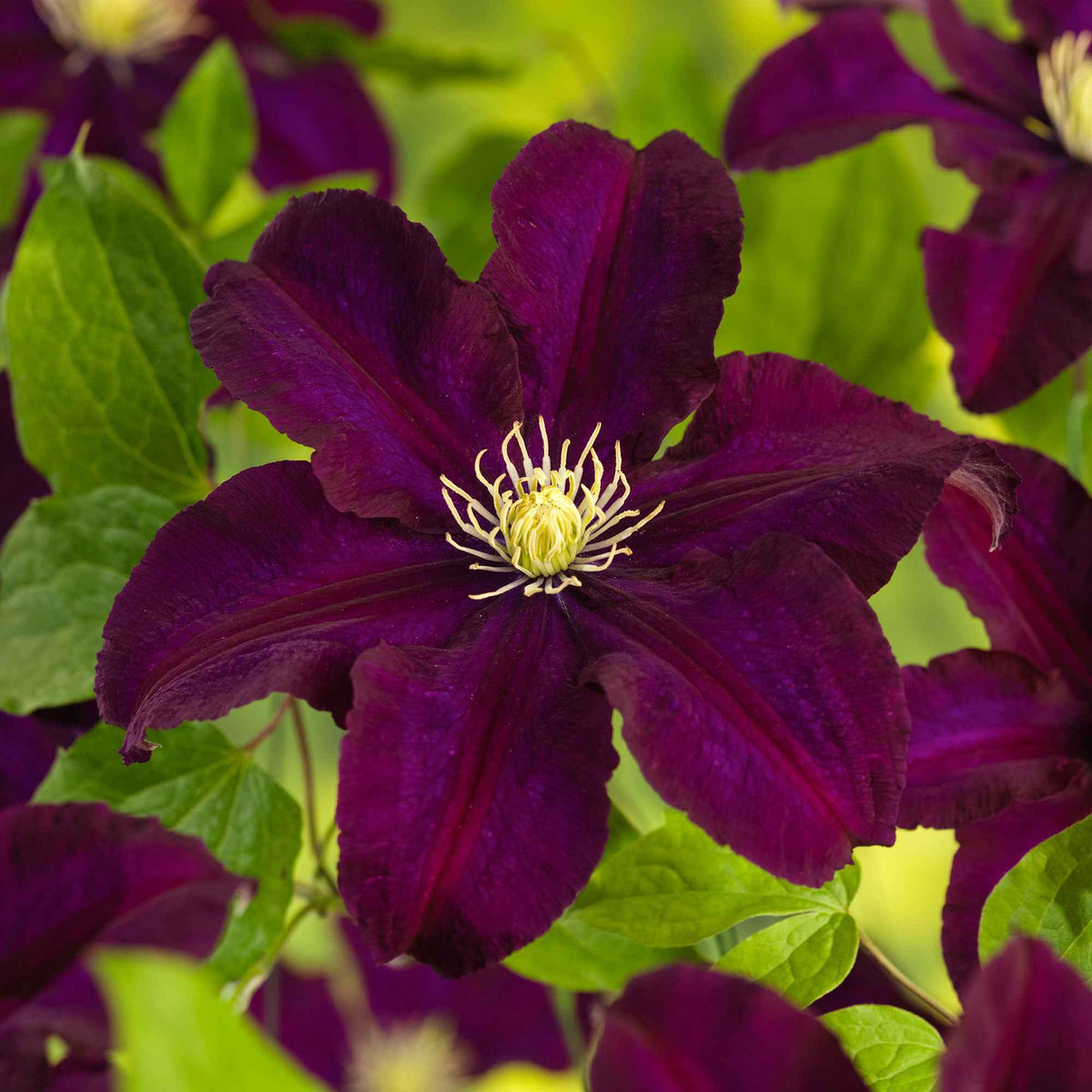 Bosrank 'Warszawska Nike' - Clematis Warszawska Nike - Willemse
