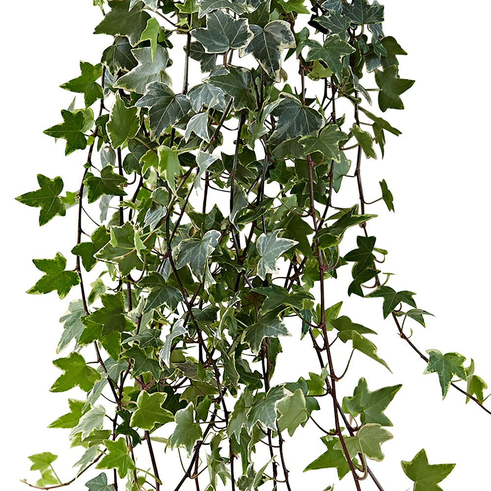Klimop 'Eva' - Hedera helix eva