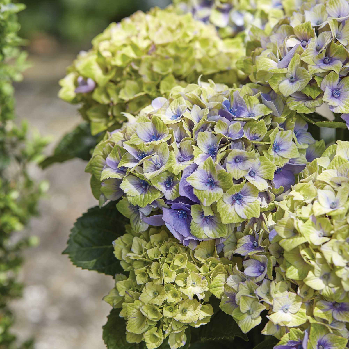 Boerenhortensia 'Jewel' Paars - Hydrangea macrophylla 'jewel' - Willemse
