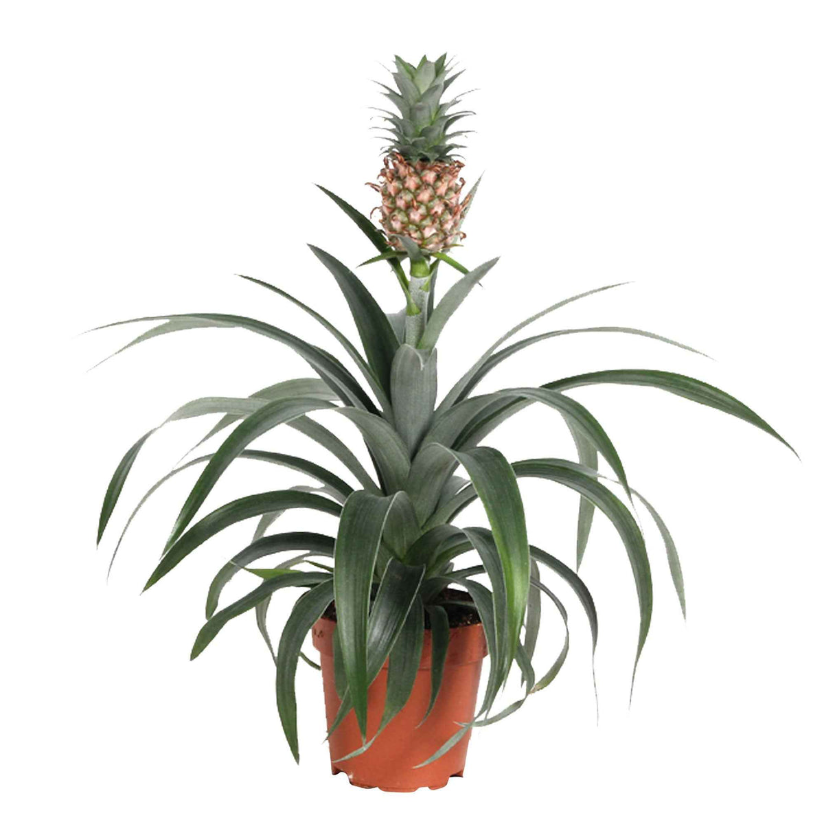 Ananasplant Ananas 'Corona' - Willemse