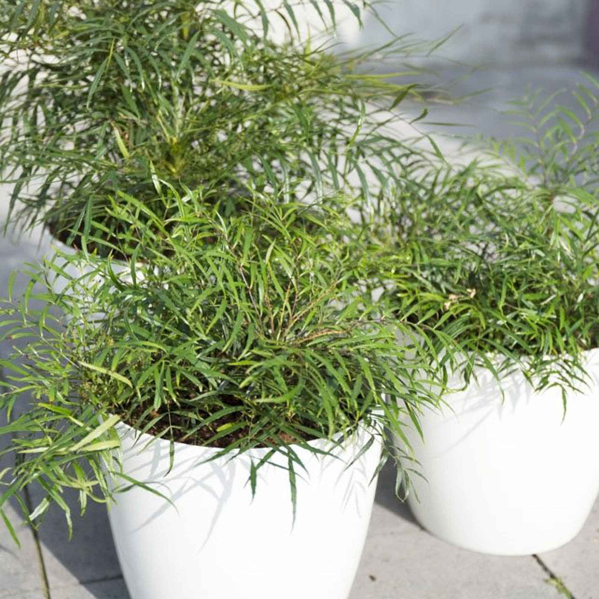 Mahonia eurybracteata Soft Caress - Chinese mahoniestruik 'Soft Caress' - Bloeiende heesters