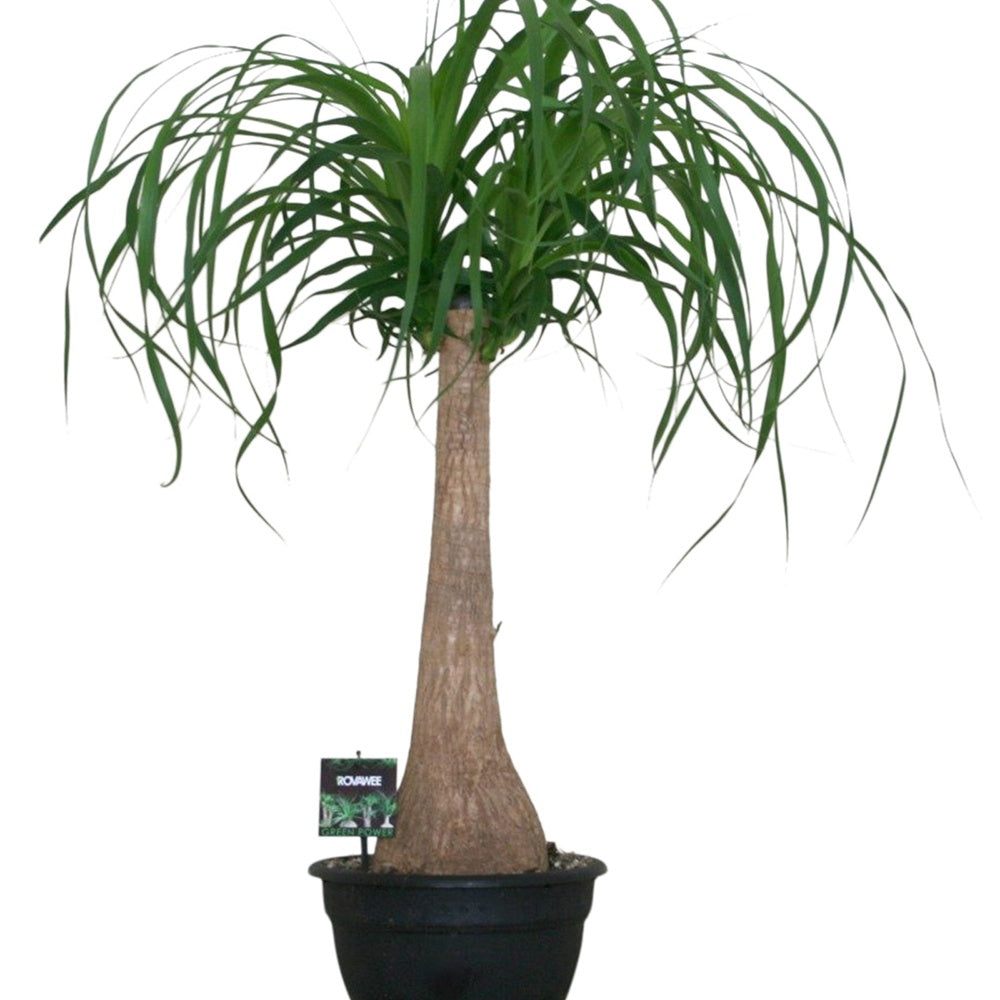 Olifantspoot - Beaucarnea recurvata