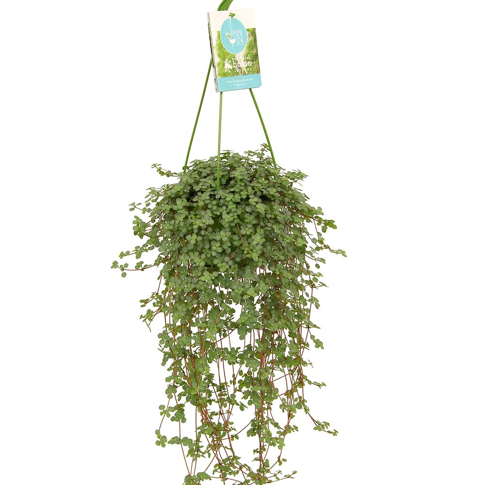 Pilea glaucophylla - Kanonplantje - Groene kamerplanten voor interieur