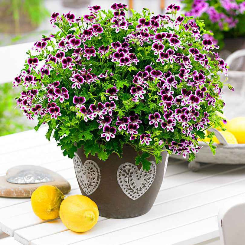 Geranium - Mix 'Mosquitaway Eva' + 'Mosquitaway Lizzy' (x6) - Pelargonium mosquitaway 'eva', 'lizzy' - Willemse