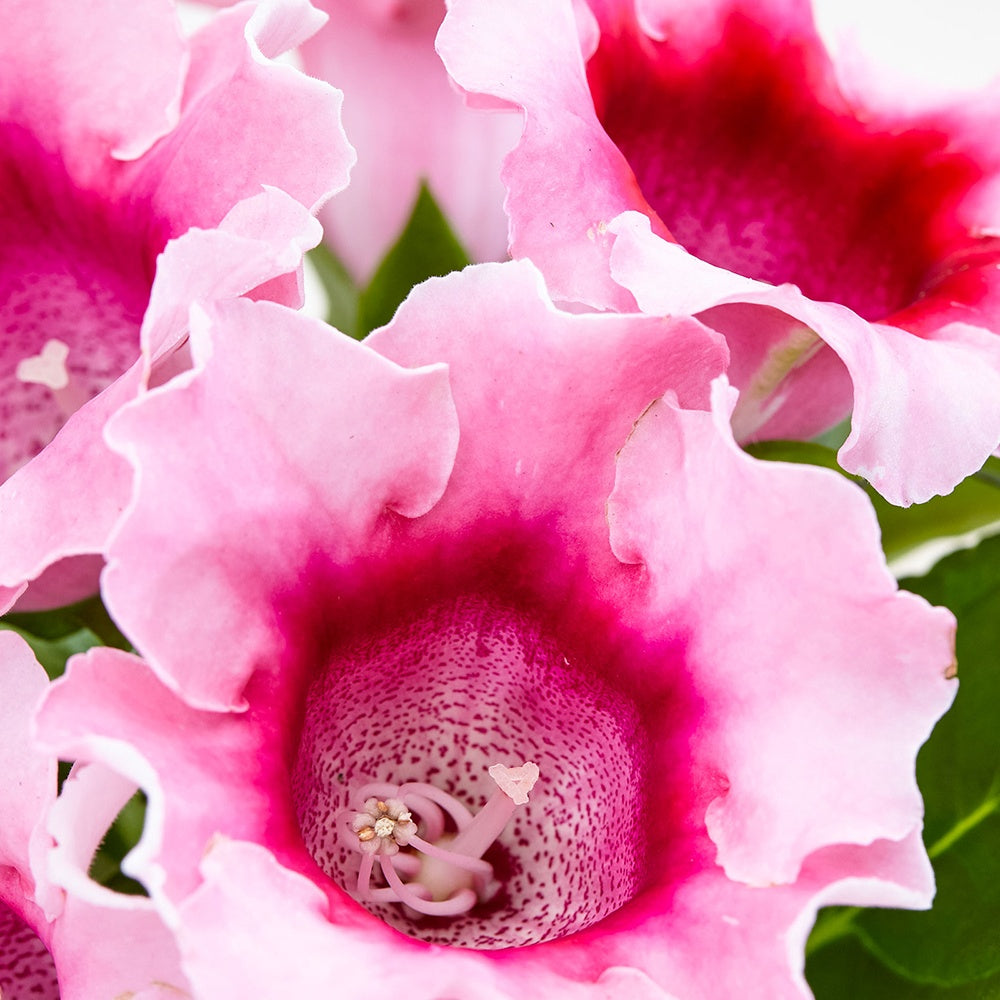 Gloxinia Sinningia speciosa Roze - Sinningia speciosa pink
