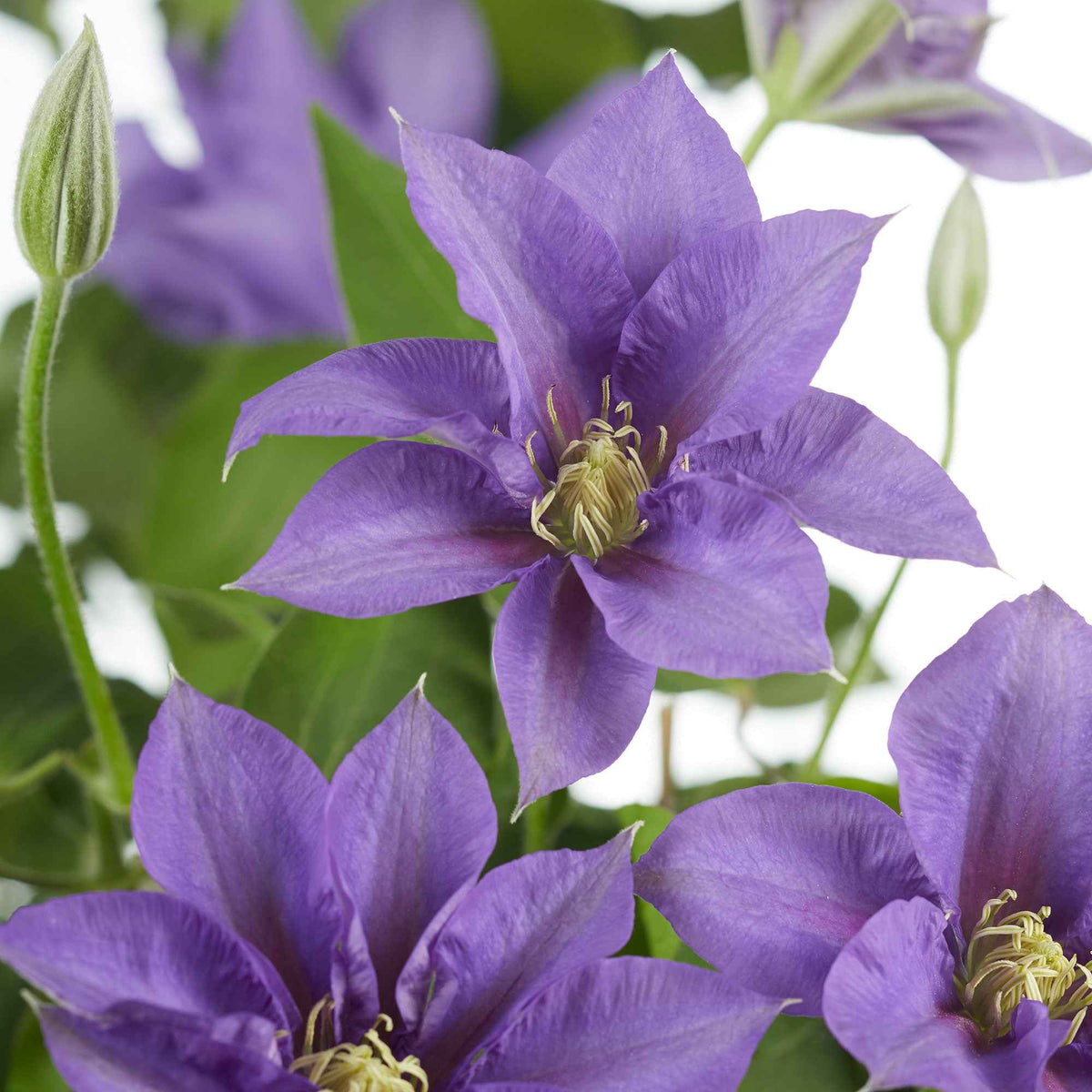 Bosrank 'Olympia' - Clematis 'olympia' - Willemse