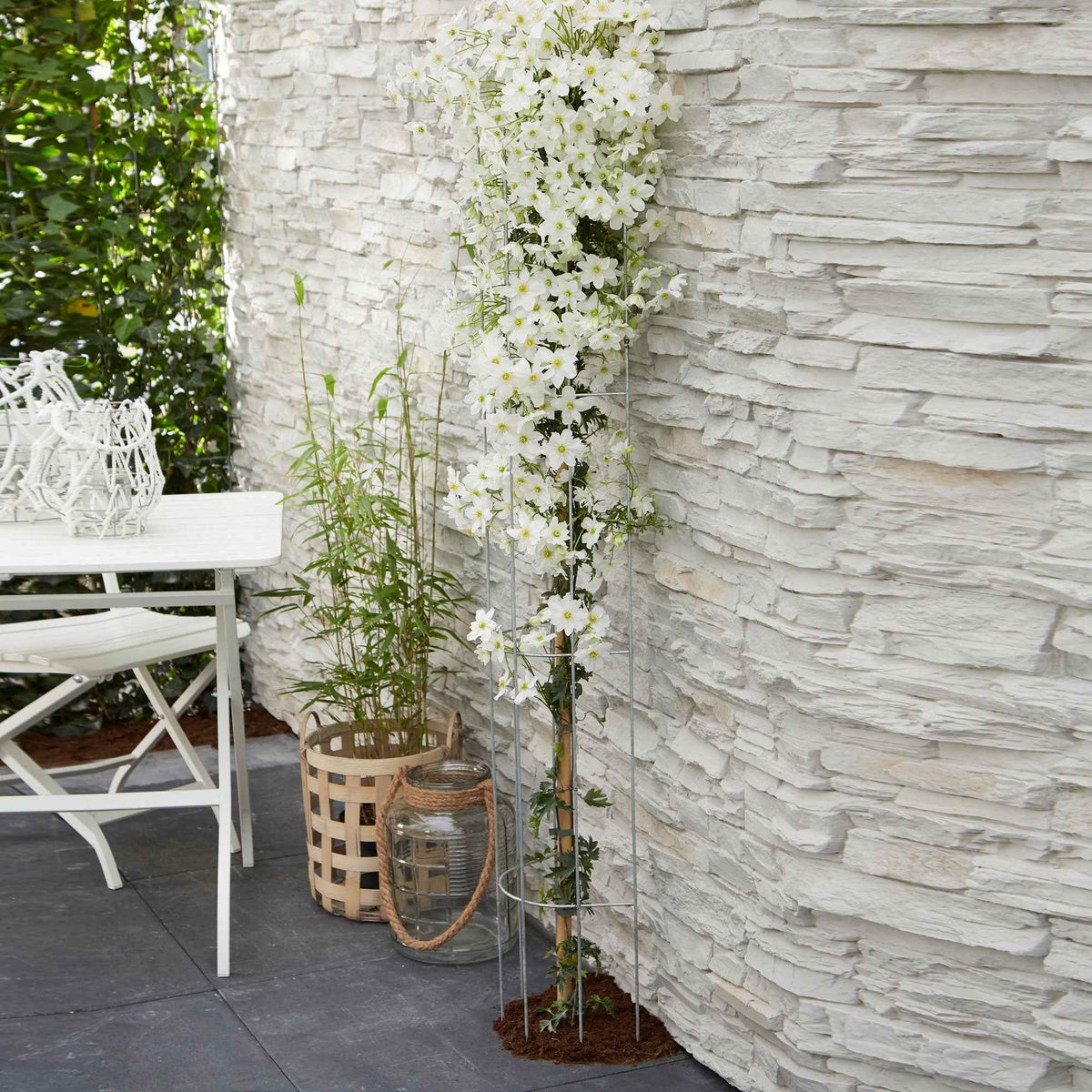 Clematis 'Avalanche' - Willemse