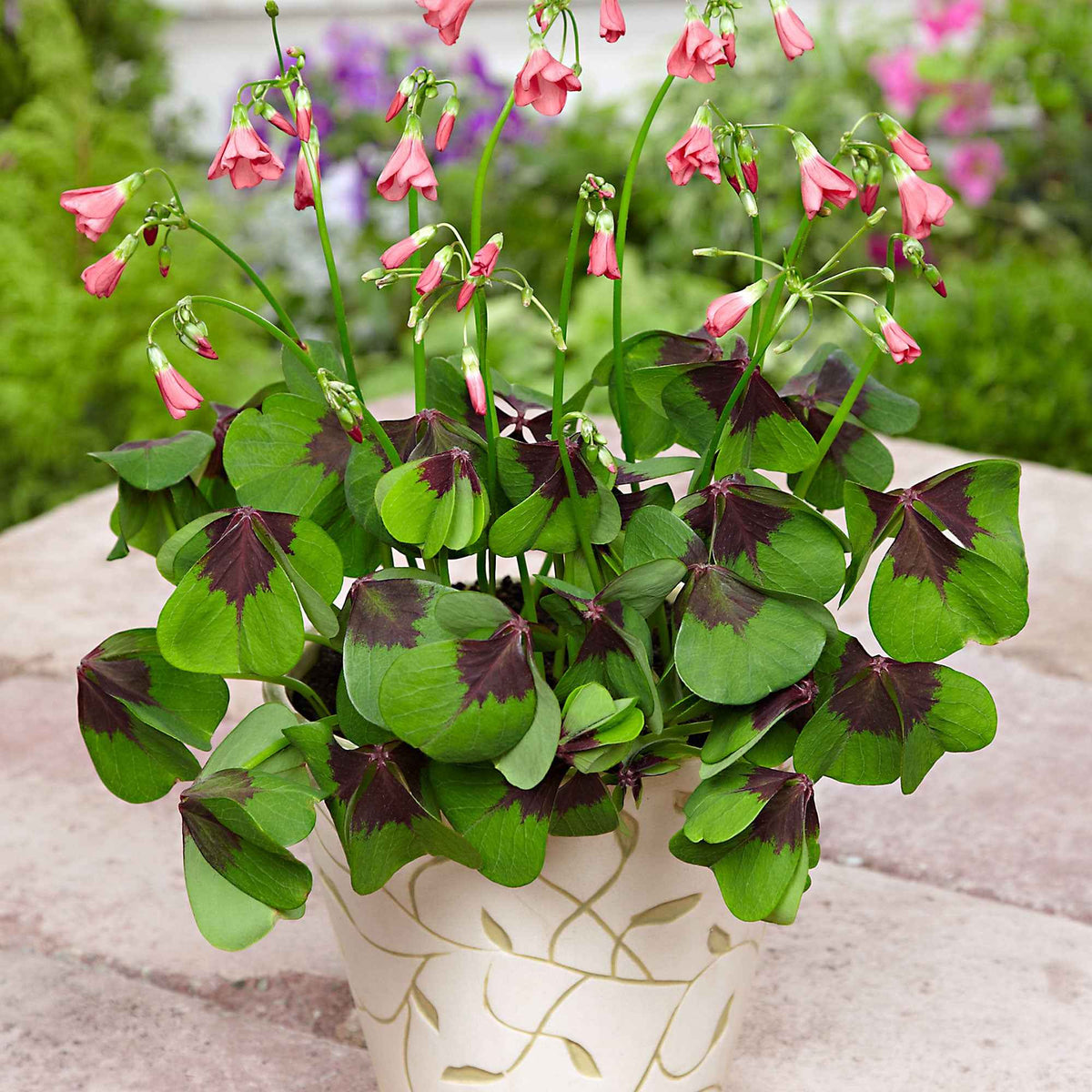 Klaverzuring 'Iron Cross' (x50) - Oxalis deppei Iron Cross - Willemse