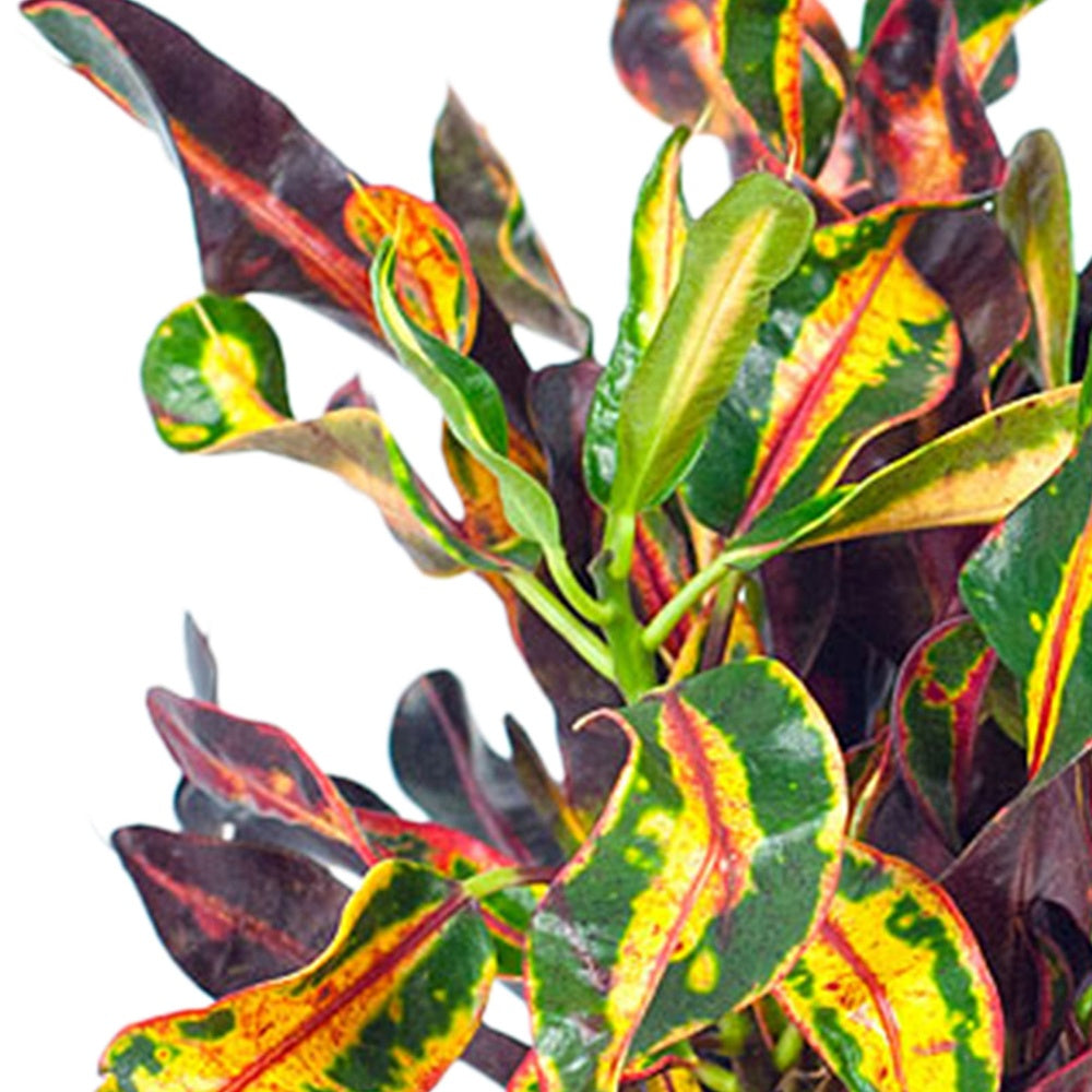 Croton 'Mammi' - Codiaeum variegatum mammi