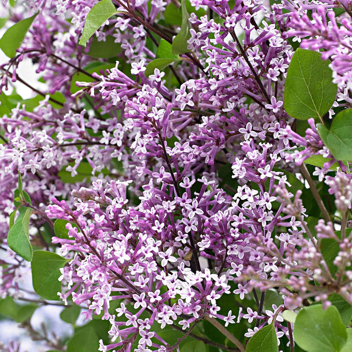 Dwergsering 'Dark Purple' - Syringa pubescens microphylla Bloomerang Dark Purple - Willemse