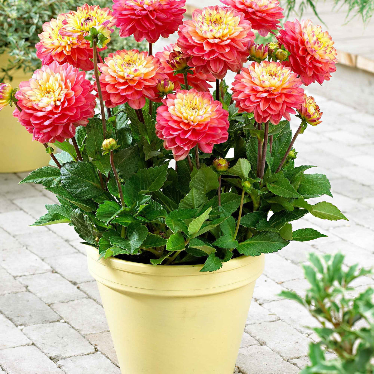 Dahlia 'Melody Allegro' (x3) - Dahlia 'melody allegro' - Willemse