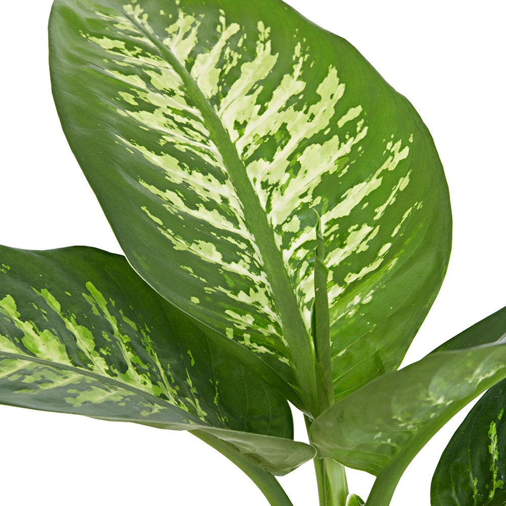 Dief van Bagdad 'Tropic Snow' - Dieffenbachia tropic snow