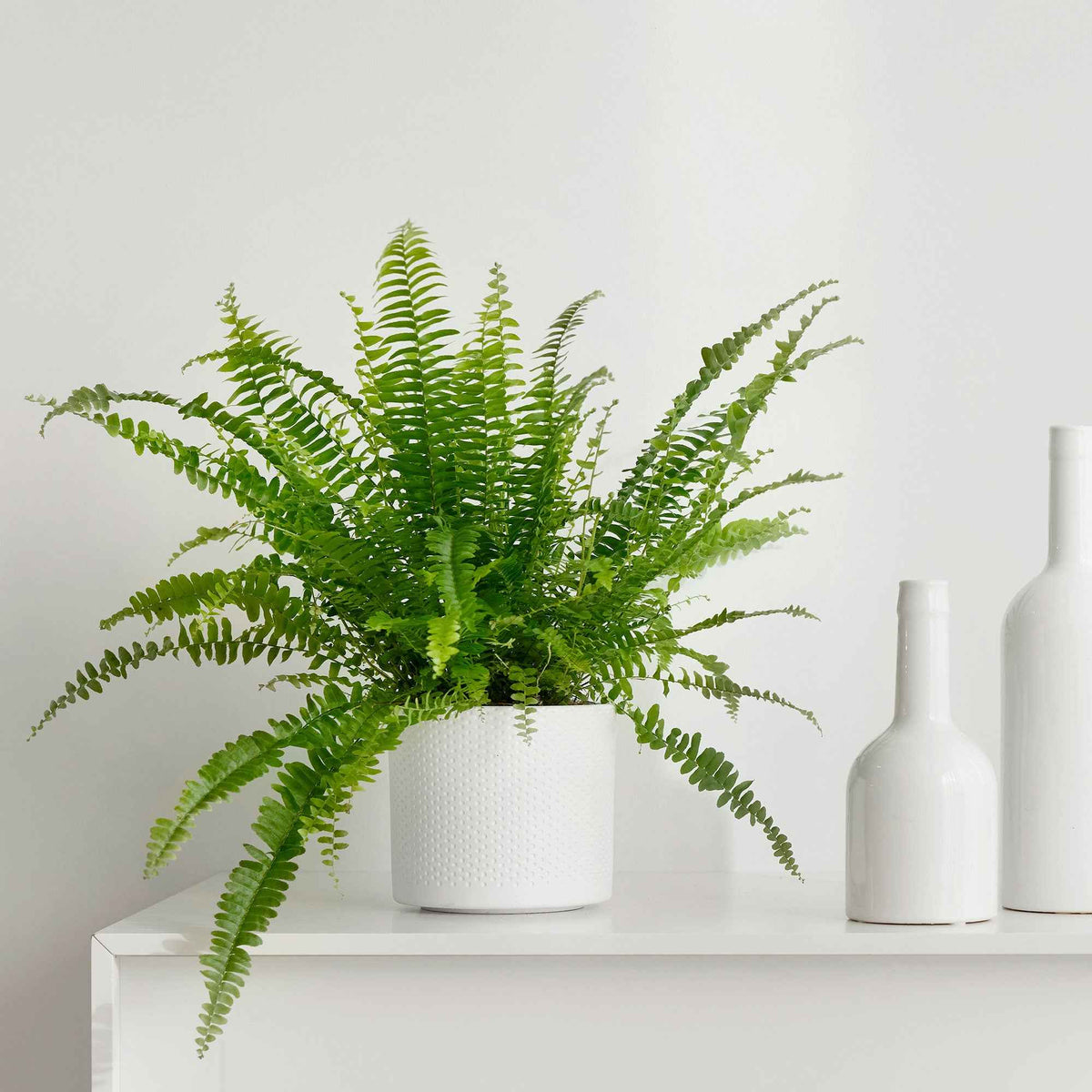 Krulvaren Nephrolepis 'Green Lady' - Willemse