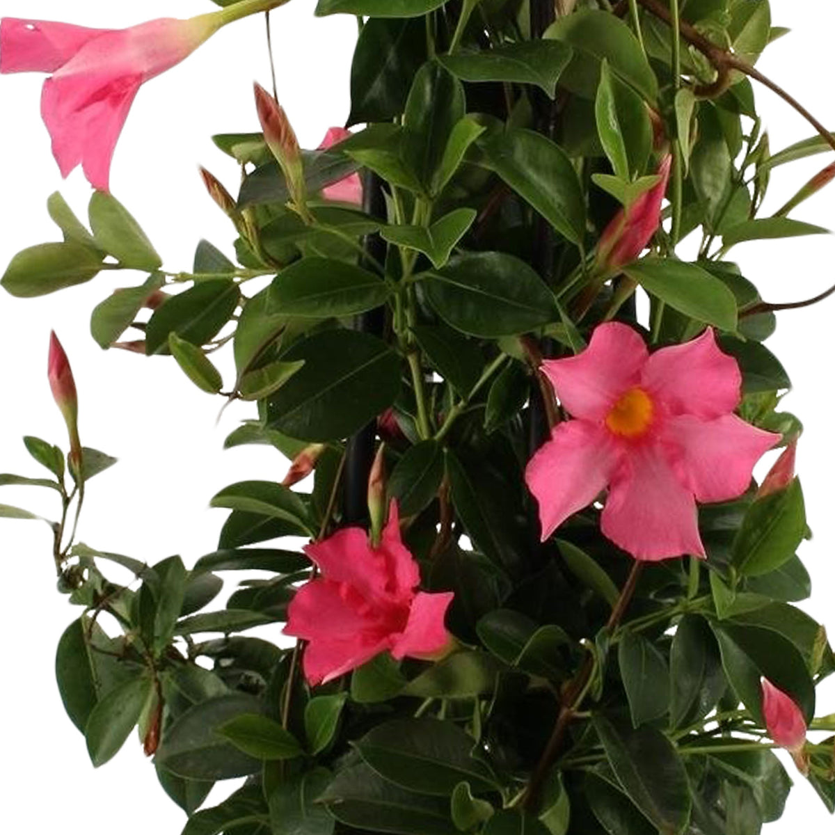 Chileense jasmijn roze - Mandevilla - Chileense jasmijn - Mandevilla