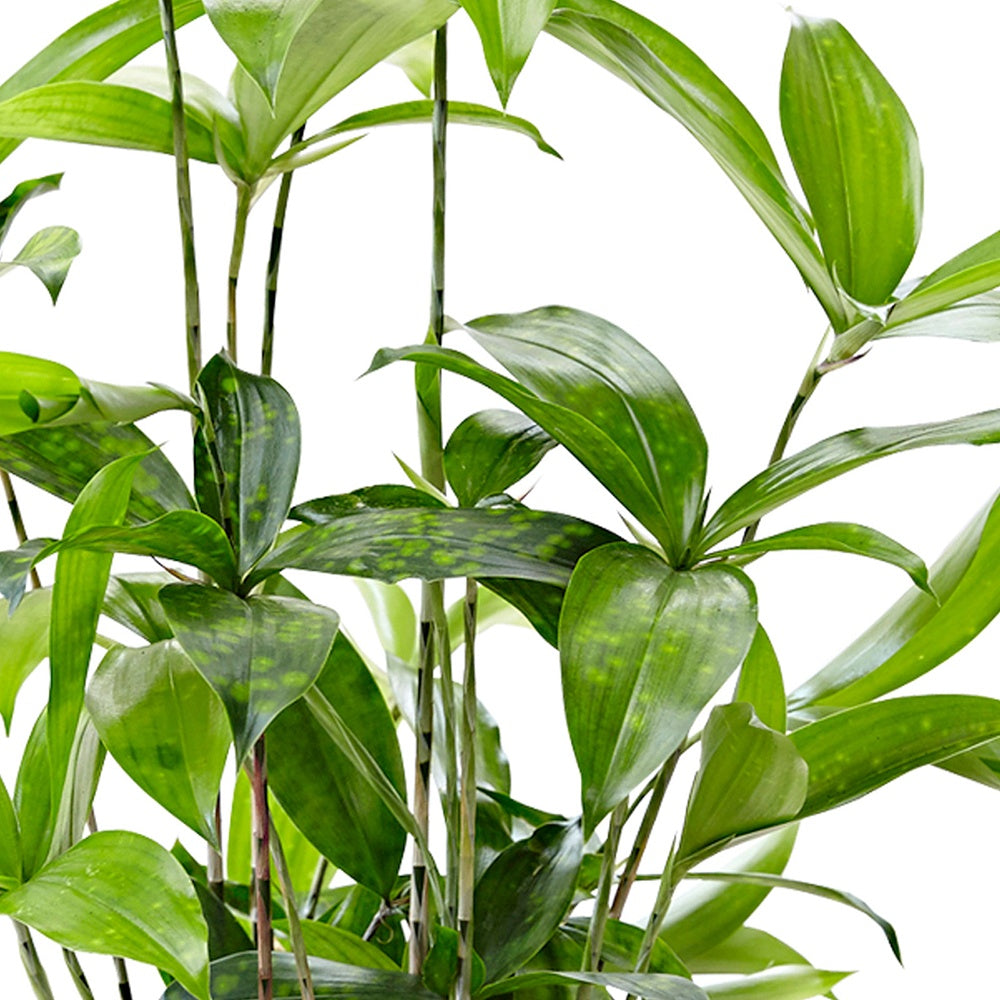 Drakenbloedboom - Dracaena surculosa