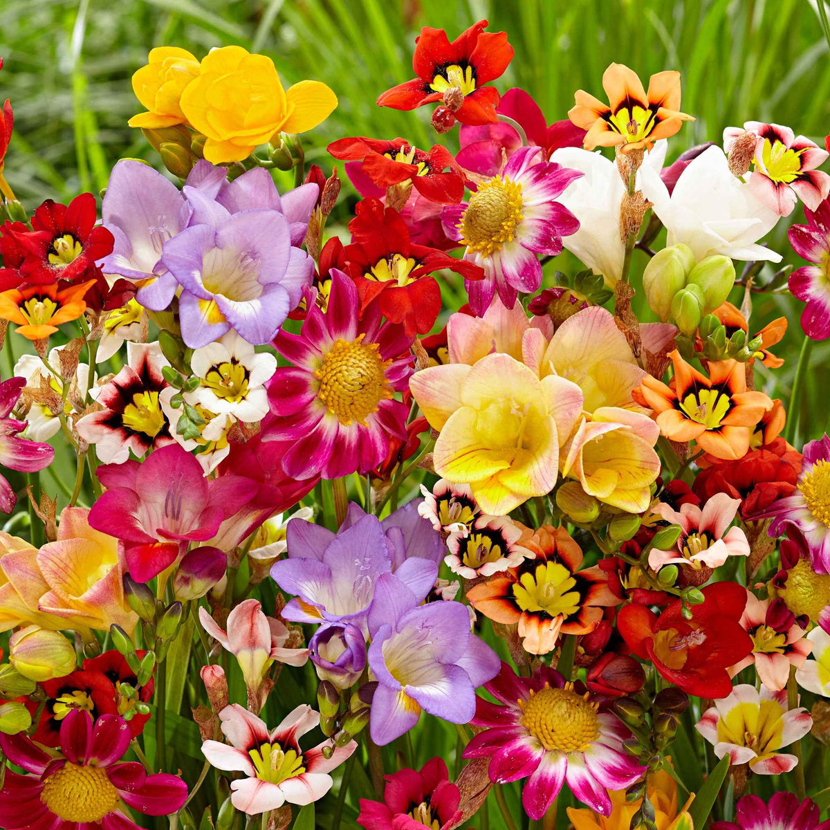 Bloembollen - Mix Freesia + Sparaxis + Dahlia (x30) - Freesia, sparaxis, dahlia - Willemse