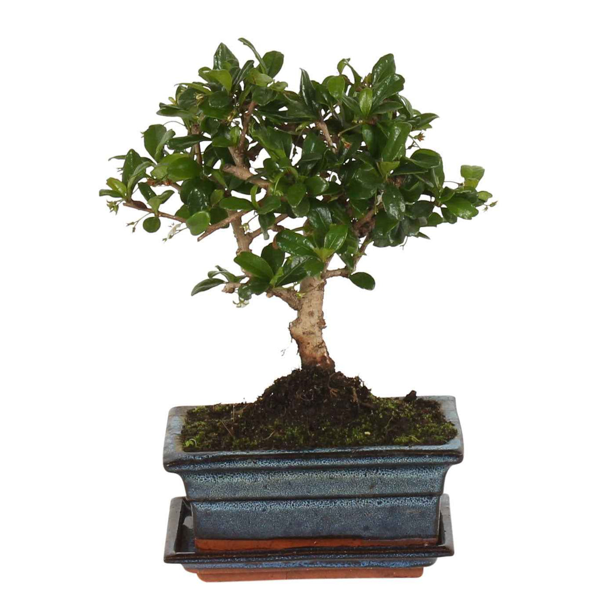Bonsaï carmona - Bonsai Carmona bol-vorm incl. sierpot - Bonsai